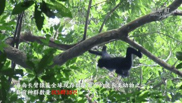 【热点舆情】看！海南长臂猿攀爬生态绳桥